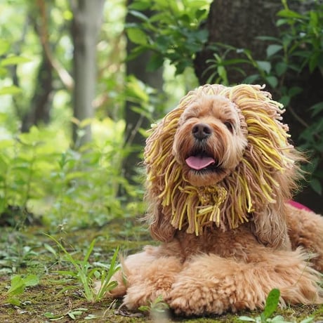 犬のコスチューム（ライオンくん）