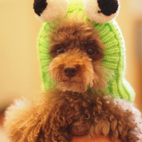 犬のコスチューム（カエルちゃん）