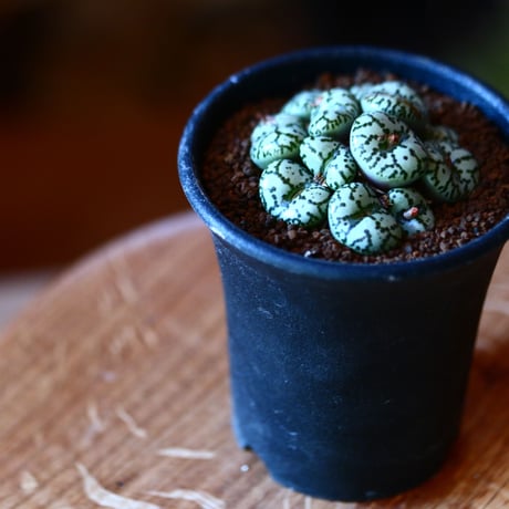 コノフィツム  ウルスプルンギアヌム   Conophytum ursprungianum    no.111558