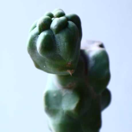 ロフォケレウス  福禄寿   Lophocereus schottii   no.12608