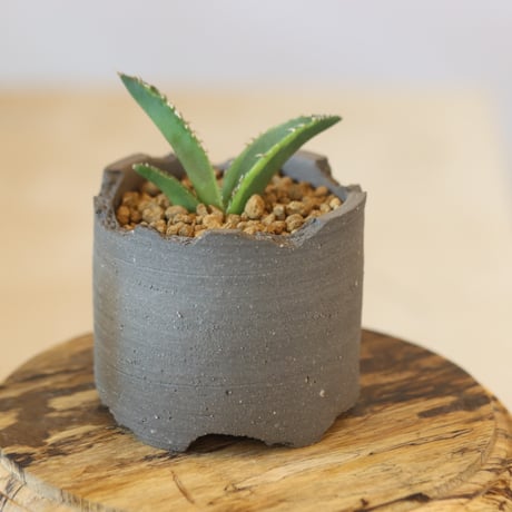 Agave titanota 白鯨錦 × N/OH  no.920-34