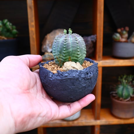 ユーフォルビア  シンメトリカ ♀／Euphorbia  symmetrica     no.60519