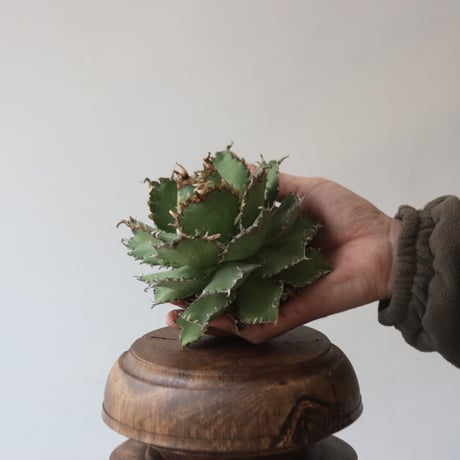 U.S. filigree (Agave titanota filigree) / Style of Chika　no.1227-41