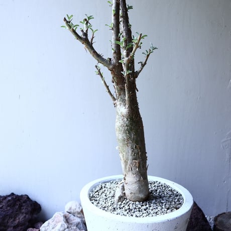 セサモタムナス ルガルディー  天狗のごますり  Sesamothamnus lugardii    no.61601