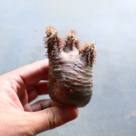 パキポディウム グラキリス 抜苗  Pachypodium rosulatum var. gracilius no.92916