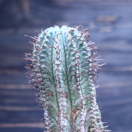 ユーフォルビア  ホリダ     Euphorbia  horrida     no.30730