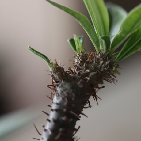 Pachypodium gracilius × YAMABACHI var. N/OH  no.905-32