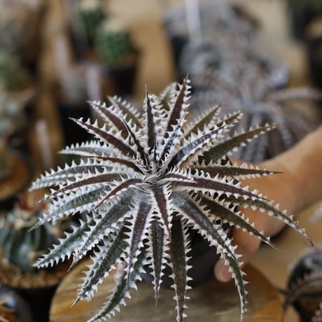Dyckia ‘Photon' (3号鉢)  no.1226/47