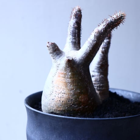 パキポディウム グラキリス   Pachypodium rosulatum var. gracilius no.12626