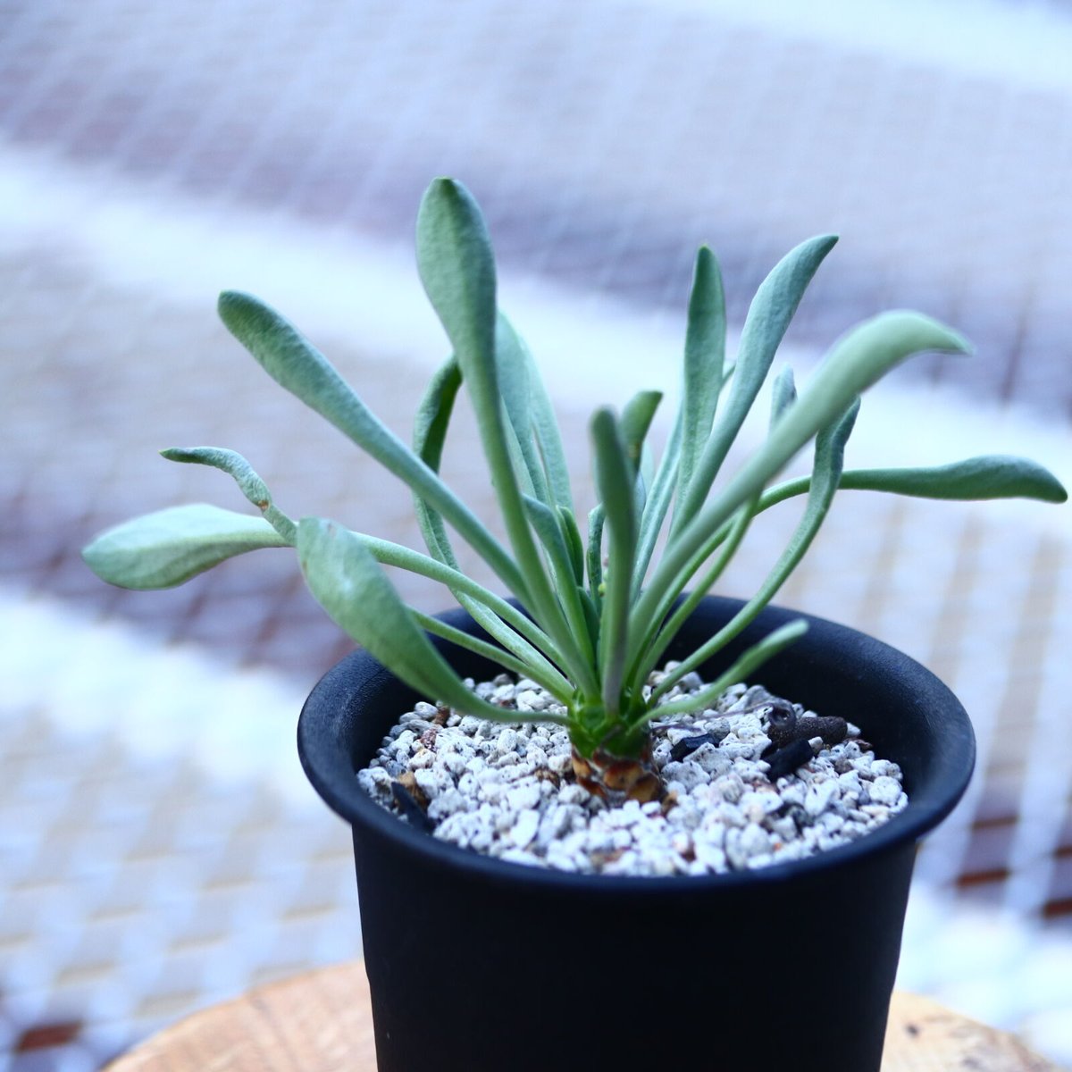 オトンナ レピドカウリス 発根済 オトンナ レピドカウリス 発根済 【公式通販】