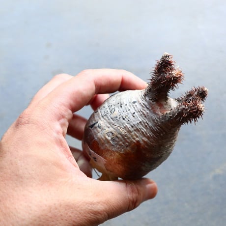 パキポディウム グラキリス 抜苗  Pachypodium rosulatum var. gracilius no.92926