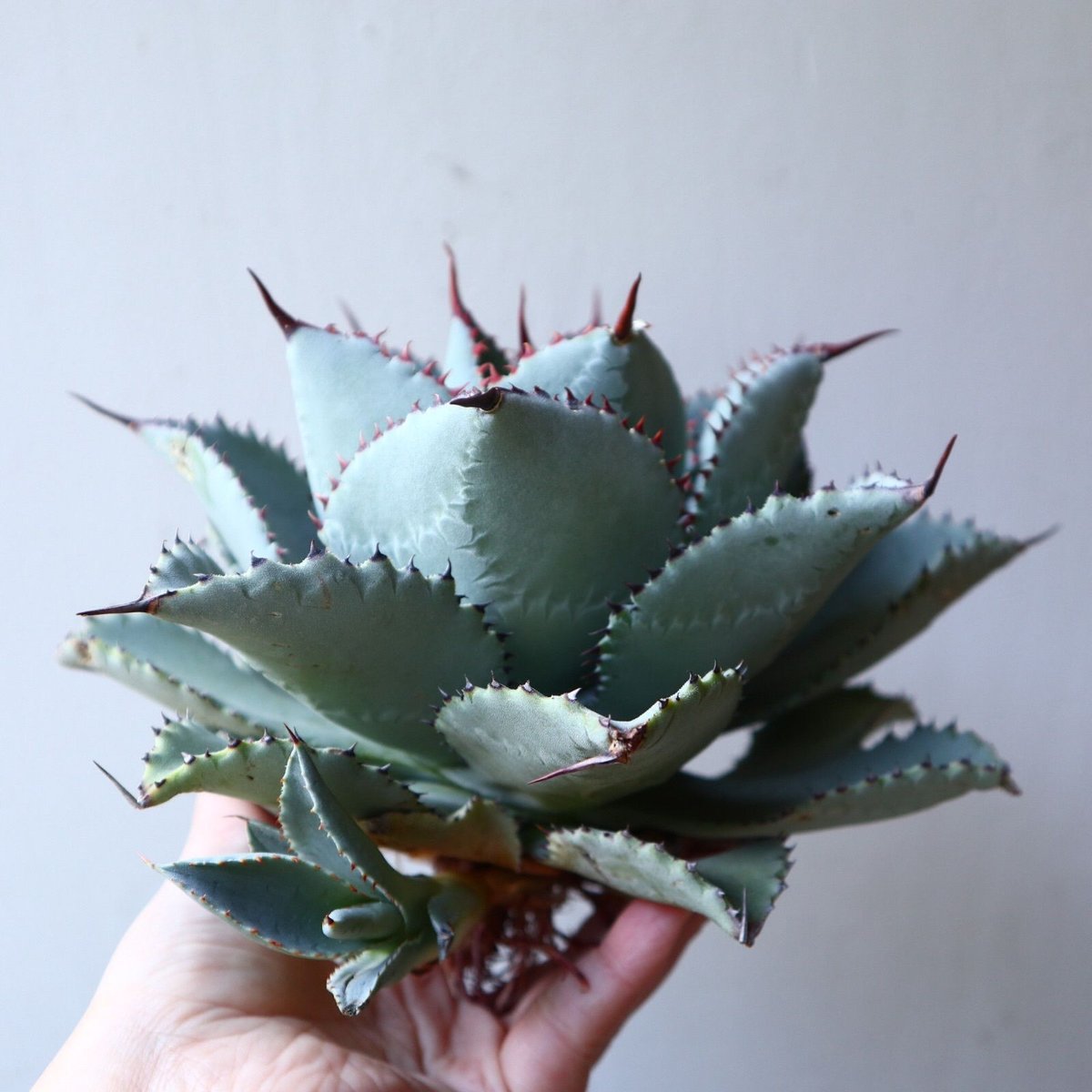 Agave 'Dragon Toes' ドラゴントゥース 大株 アガベ ドラゴントゥース Agave Dragon Toes no.111028