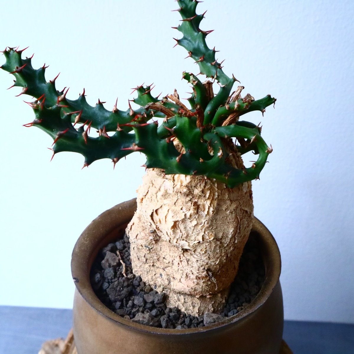 ユーフォルビア　スクアローサ　実生　E25 楽天市場】ユーフォルビア・スクアローサ 奇怪ヶ島 9cm鉢 カクタス長田