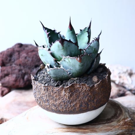 アガベ チタノタ　ブラック＆ブルー  Agave titanota black&bule    no.72108