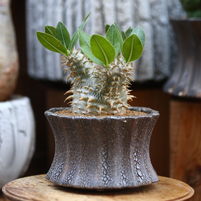パキポディウム 恵比寿大黒 / Pachypodium Densicaule no. パキポディウム 恵比寿大黒 / Pachypodium Densicaule no.