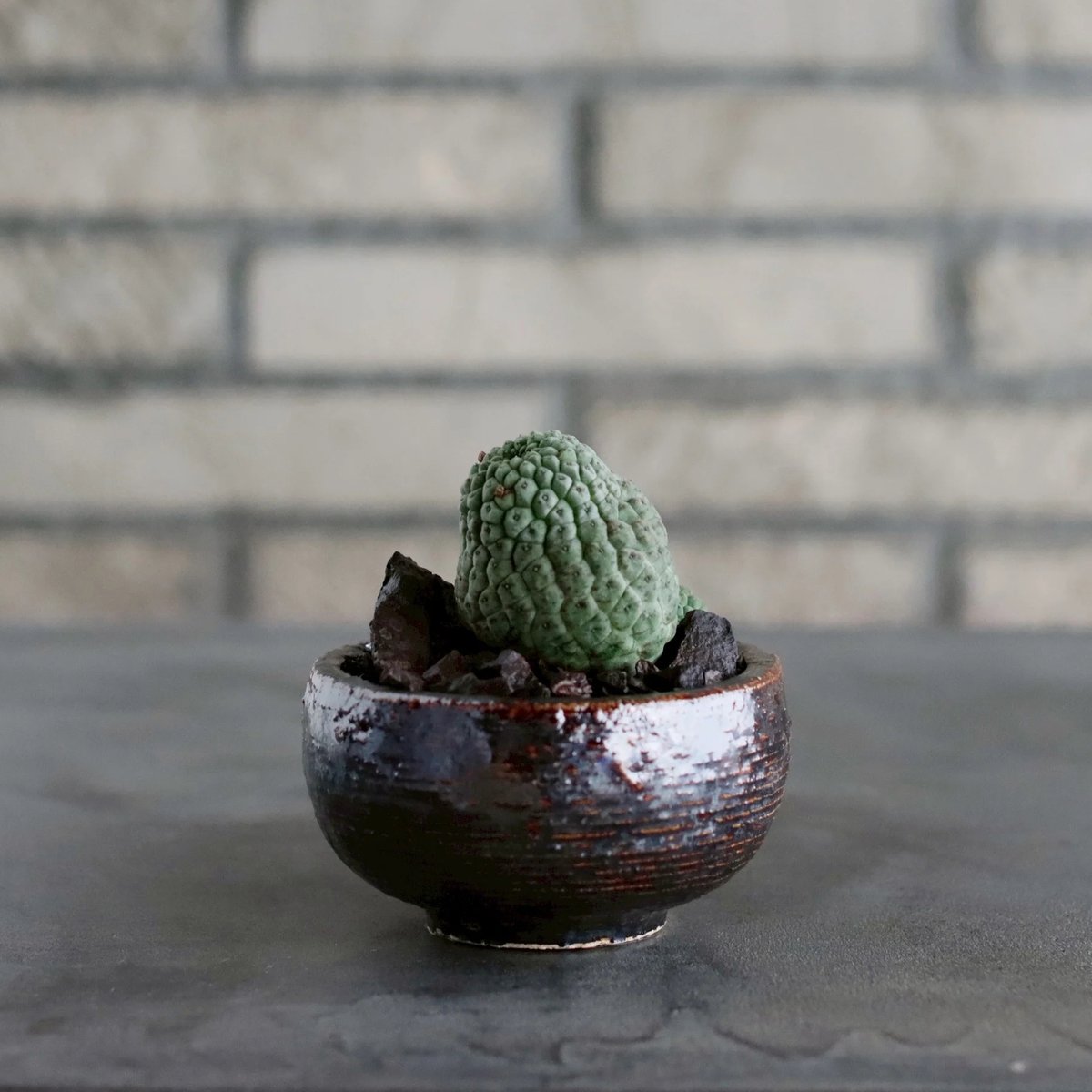 Larryleachia cactiformis /仏頭玉 × 山山 特別共作鉢 (3号)