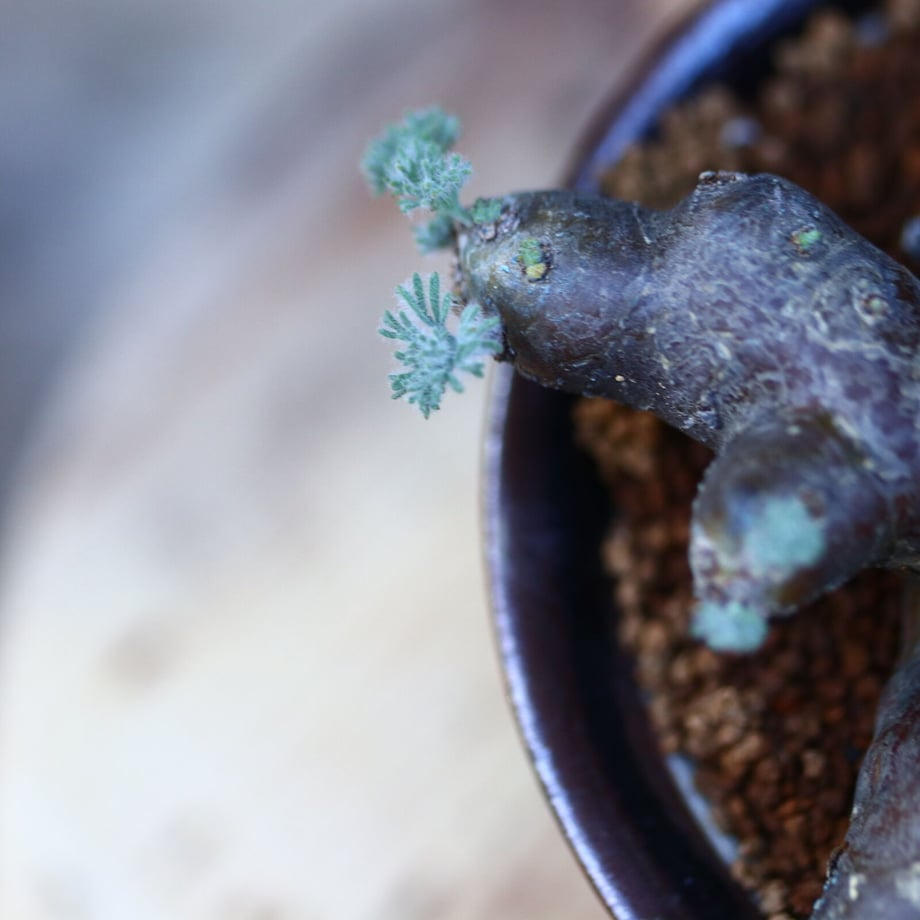 61b44f3b739891655d20184f