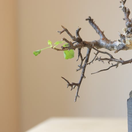 Commiphora kataf  × N/OH (2.5号鉢)   no.321-12