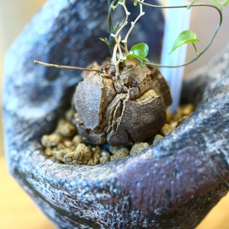 Dioscorea elephantipe × たけろうポット    no.111216