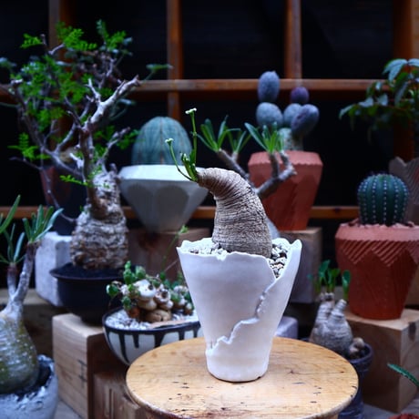 ユーフォルビア  旧フィッシュボーン／Euphorbia spannringii    no.71825