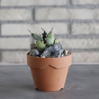 Agave titanota sp. No.1 × YAMABACHI (3号)  no.628/74