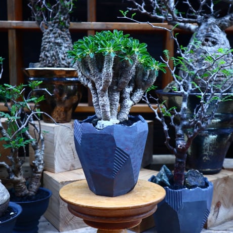 ユーフォルビア   ギラウミニアナ／Euphorbia guillauminiana   no.81529