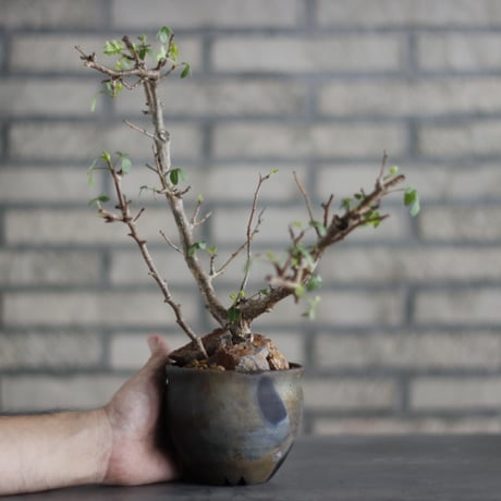 Bursera fagaroides ×Taku Higuchi / PLANETX (3.5号)  no.706-24