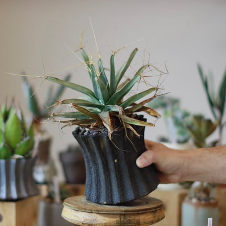 Leuchtenbergia principis × soso (3.5号)  no.1214/28