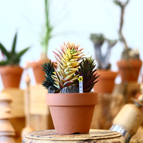YAMABACHI × Haworthia sp   no.100104