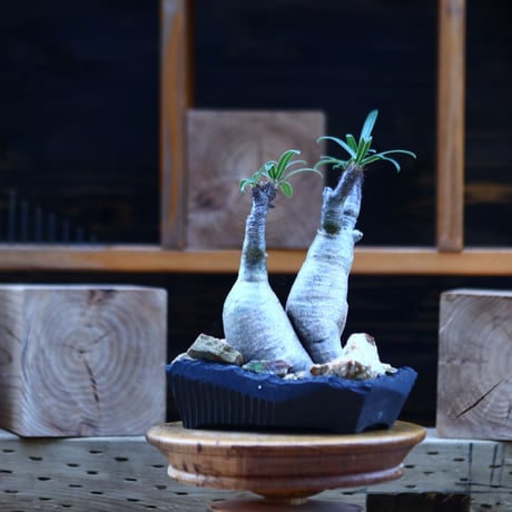 パキポディウム  グラキリス 2頭／Pachypodium  gracilius       no.82937