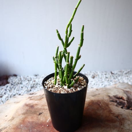 サルコステンマ   ソコトラナム  Sarcostemma socotranum  no.1108