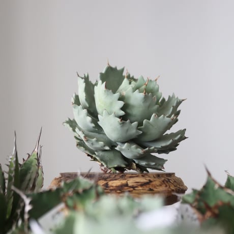Agave Isthmensis / Style of Chika　no.42180