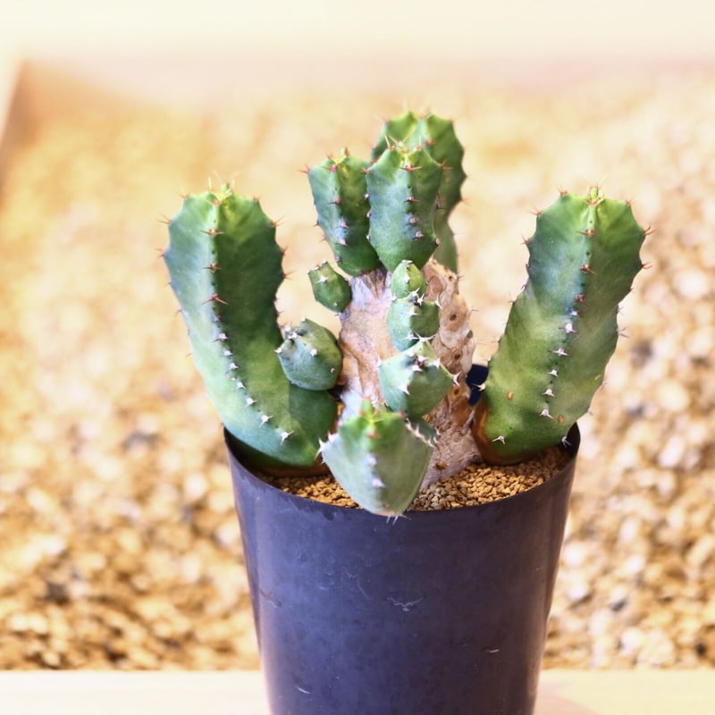 ユーフォルビア　レシニフェラ　鉢付き ユーフォルビア レシニフェラ / Euphorbia resinifera no.4300