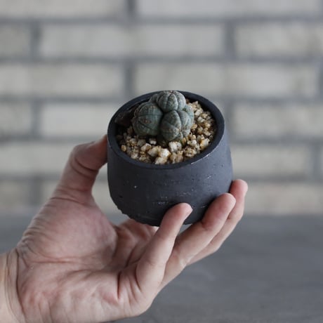 Euphorbia obesa × N/OH (2.5号)  no.614/22