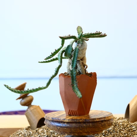 N/OH × Euphorbia stellata   no.61848
