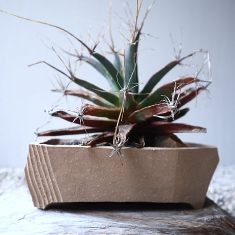 レウクテンベルギア  晃山    Leuchtenbergia principis  no.122209
