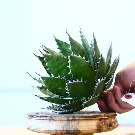 Agave horrida / Style of Chika   no.1015/34