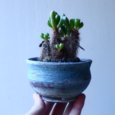 アドロミクス  ポエルニツィアヌス   神想曲  Adromischus poellnitzianus  no.20204