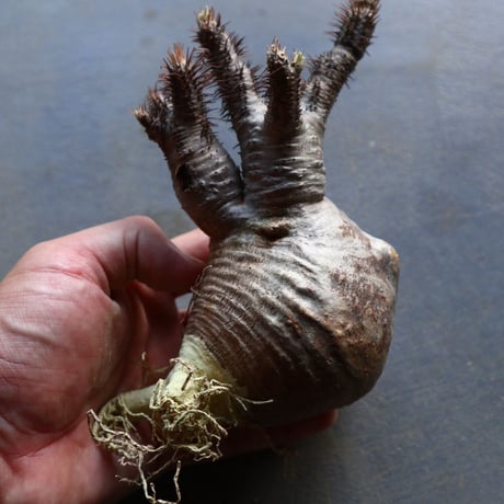 パキポディウム グラキリス 抜苗  Pachypodium rosulatum var. gracilius no.92934