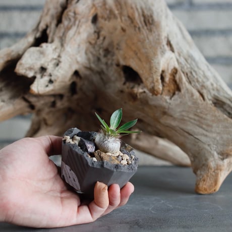 Pachypodium hyb.【{大黒×恵比寿笑}×大黒】(BANKSIA WORKS ) × N/OH (2号)  no.622-30