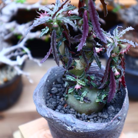 ドルステニア  ヒルデブランドティー f. クリスプム／ Dorstenia hildebrandtii f. crispum    no.51606