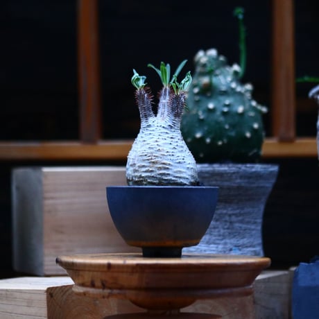 パキポディウム  グラキリス／Pachypodium  gracilius     no.100327