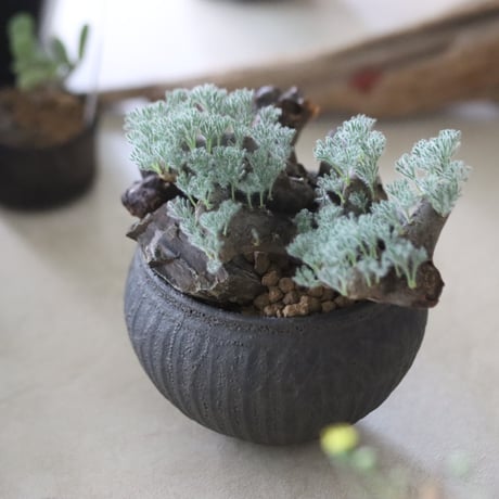 Sarcocaulon multifidum × Yuuya Morikawa / PLANETX   no.63009