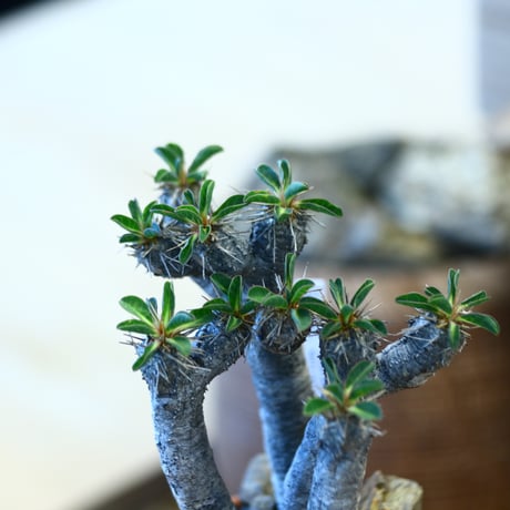 YAMABACHI × Euphorbia guillauminiana   no.1119-14
