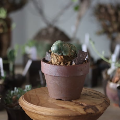 Opuntia zebrina f. reticulata (亀甲団扇) × YAMABACHI var.六本芽   no.1201-41