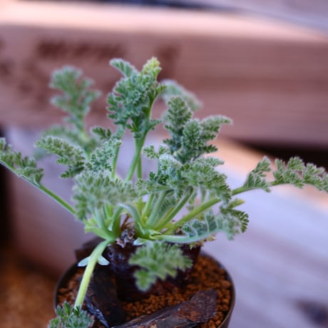 Pelargonium appendiculatum × たけろうポット    no.107108