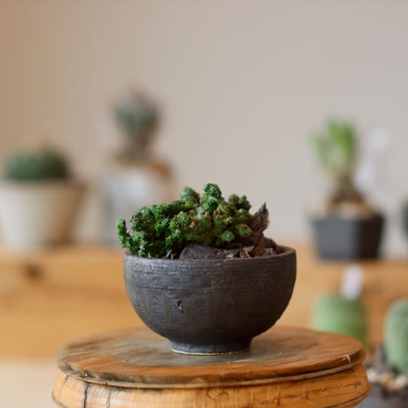 Euphorbia horrida / 刺なしホリダ綴化 × takero pot (3号)  no.111/24