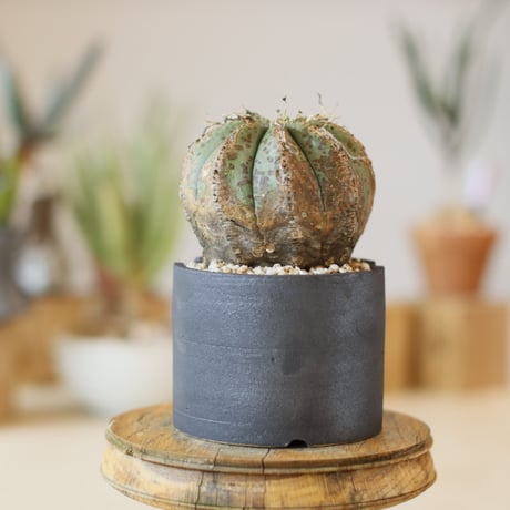 Euphorbia meloformis × N/OH (4号)  no.1214/47