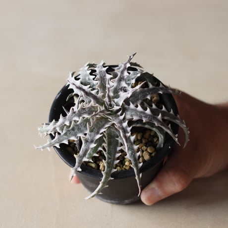 ☘️超レア❤️根パンパン❤️ワサワサ❤️435Ash⭐️親株⭐️EVO•Brick Back CATEGORY Yocto Plants | 芽の巣山