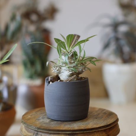 Pachypodium 恵比寿大黒 × N/OH (2.5号)  no.104/30